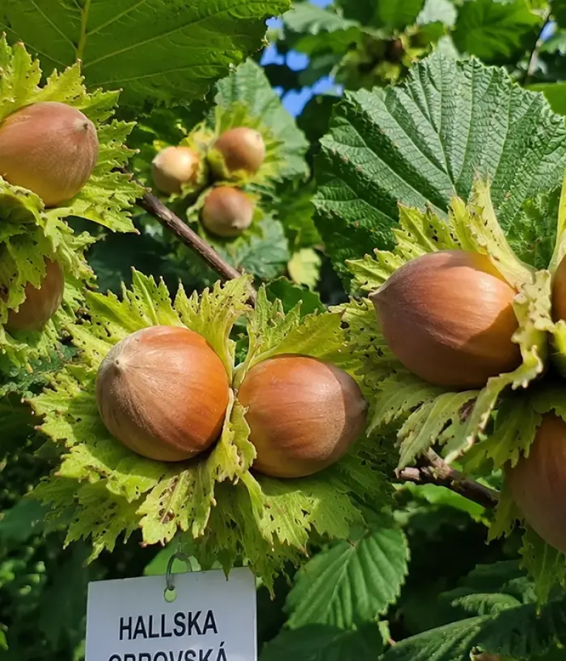 BIO Hazelnut (Corylus avellana) HALL'S GIANT - Tutifruti, s.r.o.