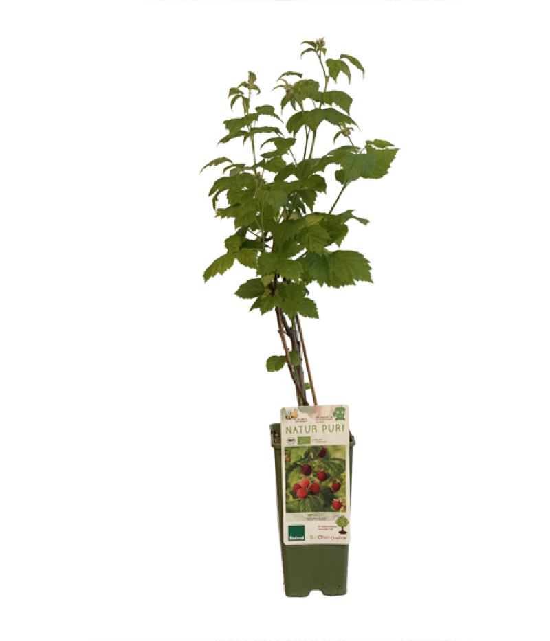 BIO Himbeere (Rubus idaeus) AUTUMN BLISS - Tutifruti, s.r.o.