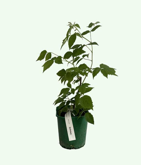 Himbeere (Rubus idaeus) Delniwa