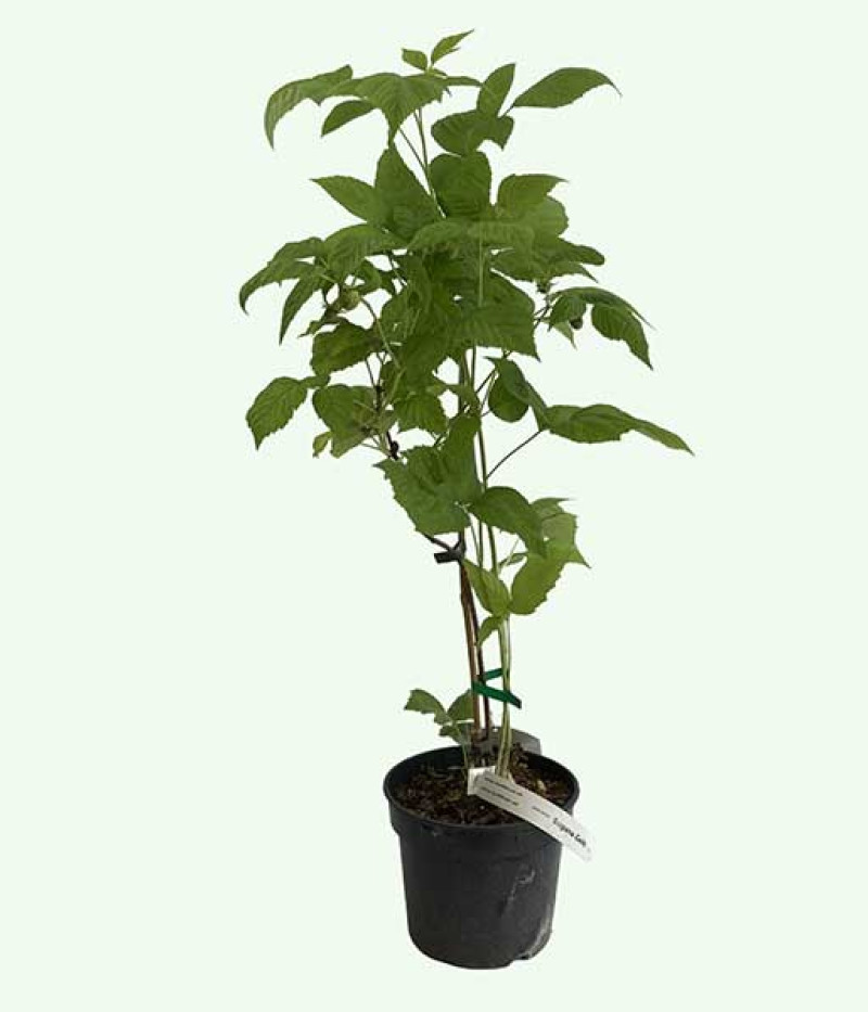 Malina (Rubus idaeus) HUSARIA - Tutifruti SK