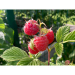 Himbeeren