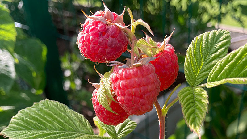 Herbsthimbeeren: Aroma Queen, Autumn Bliss & First