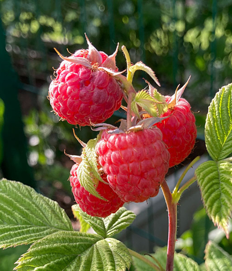 BIO Himbeere (Rubus idaeus) AROMA QUEEN - Tutifruti, s.r.o.