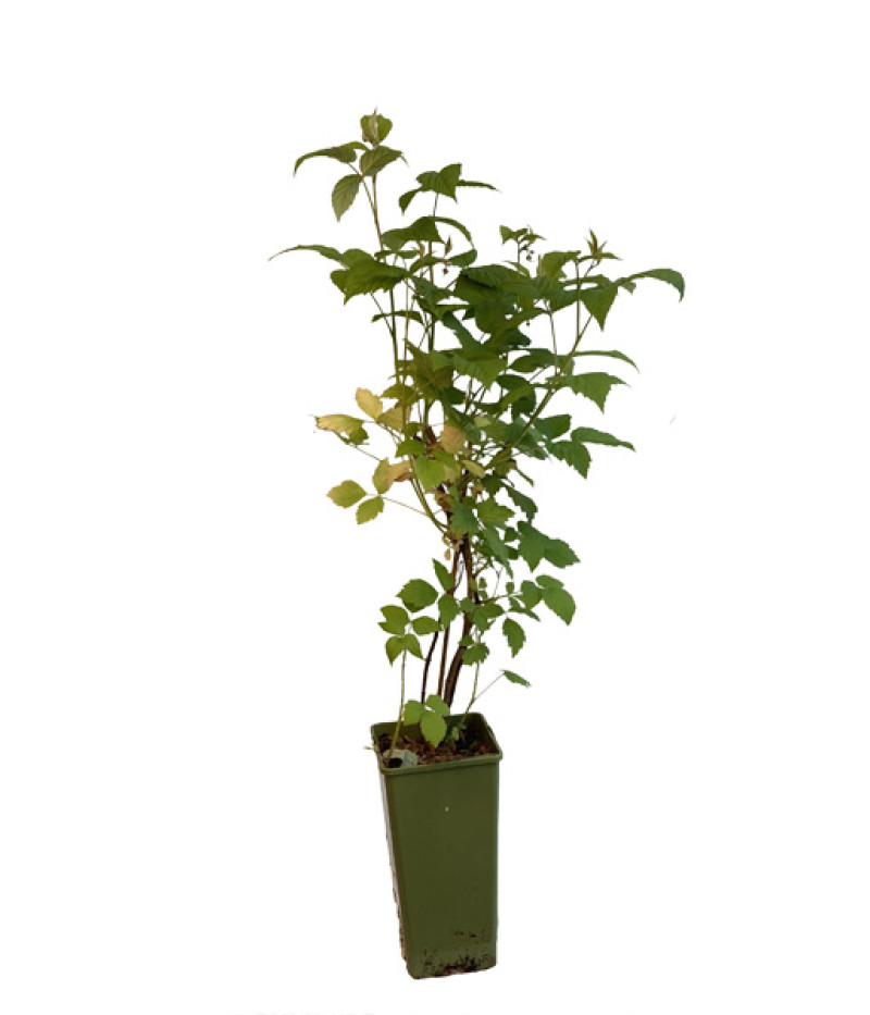 BIO Himbeere (Rubus idaeus) GLEN COE - Tutifruti, s.r.o.