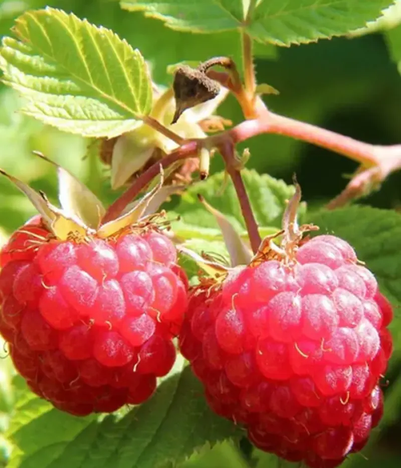 Himbeere (Rubus idaeus) CLARITA - Tutifruti, s.r.o.