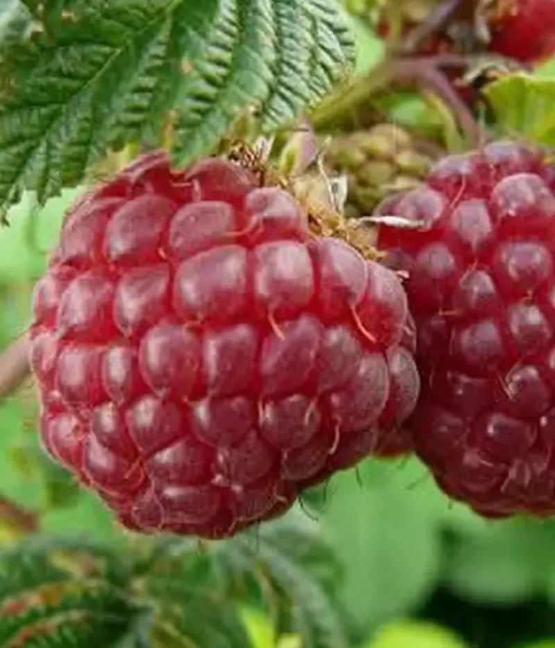 Himbeere (Rubus idaeus) DAIGA - Tutifruti, s.r.o.