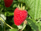 Raspberry (Rubus idaeus) HUSARIA - Tutifruti SK Raspberry (Rubus idaeus) HUSARIA - Tutifruti SK