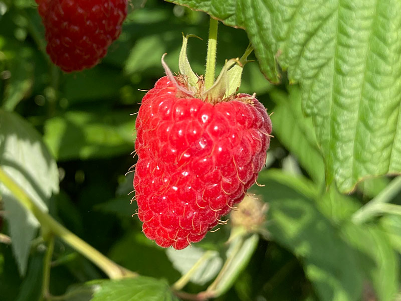 Raspberry (Rubus idaeus) HUSARIA - Tutifruti SK Raspberry (Rubus idaeus) HUSARIA - Tutifruti SK