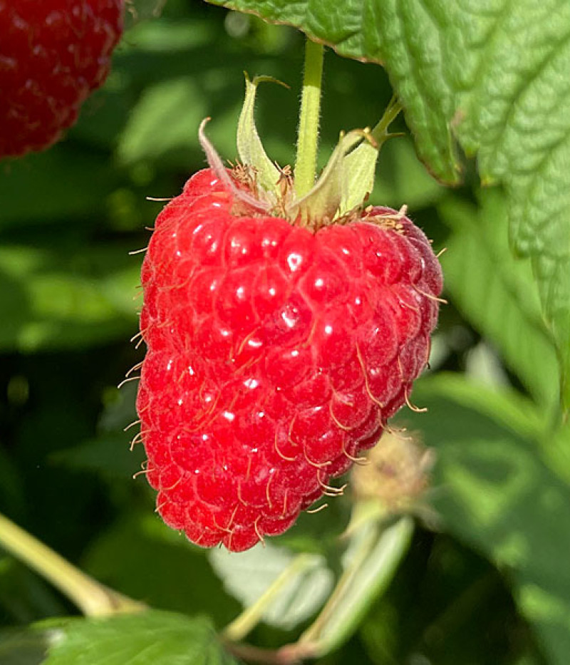 Malina (Rubus idaeus) HUSARIA - Tutifruti SK