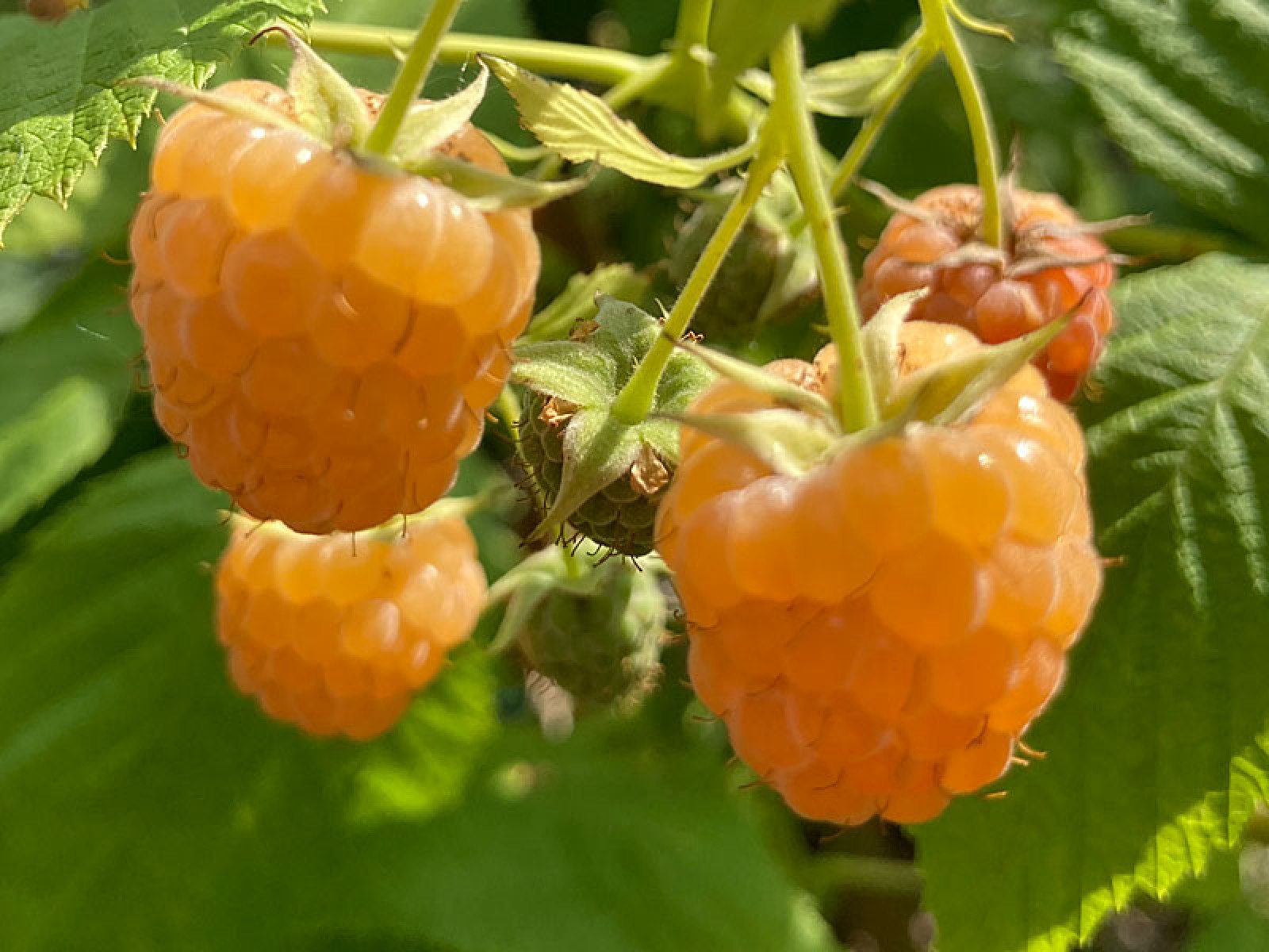 Himbeere (Rubus idaeus) Golden Queen