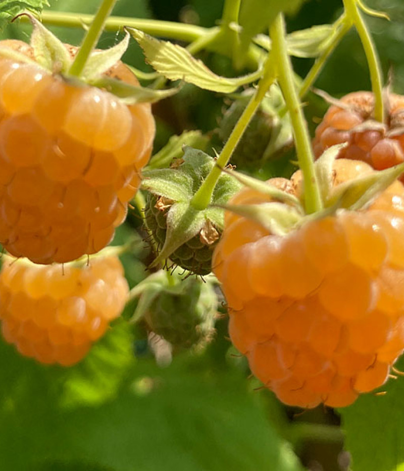 Himbeere (Rubus idaeus) Golden Queen - Tutifruti SK