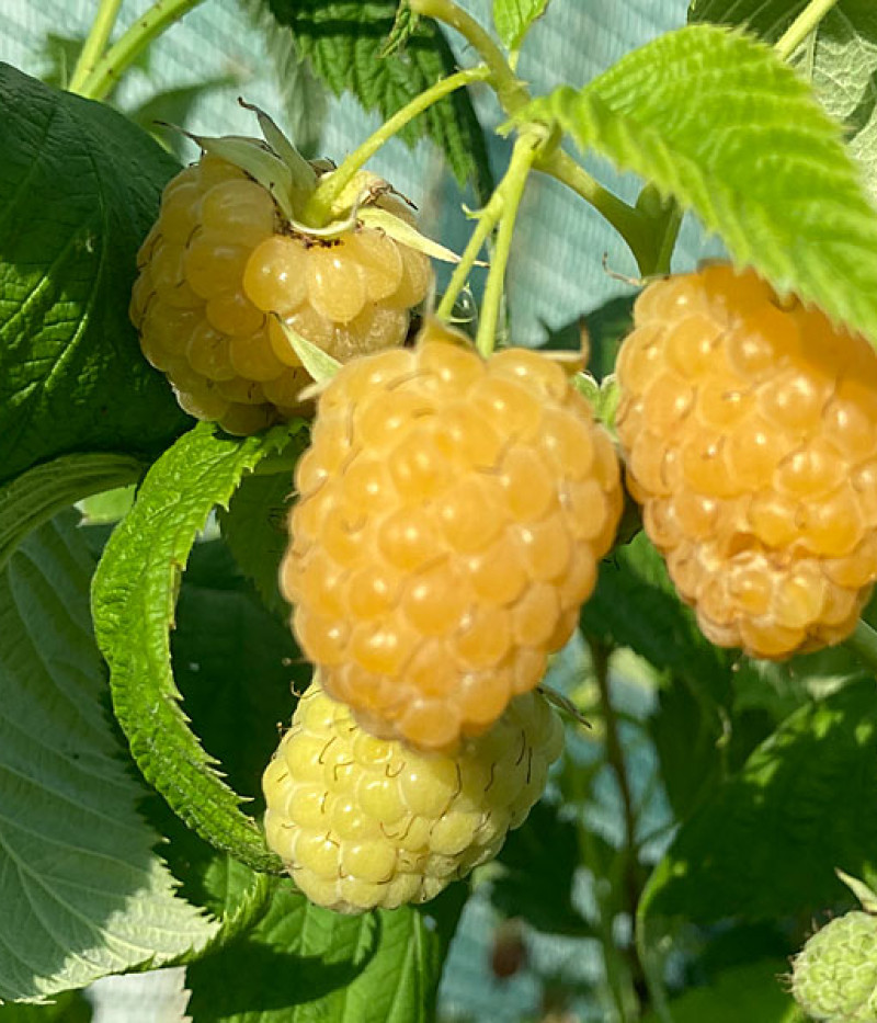 Himbeere (Rubus idaeus) JANTAR - Tutifruti SK