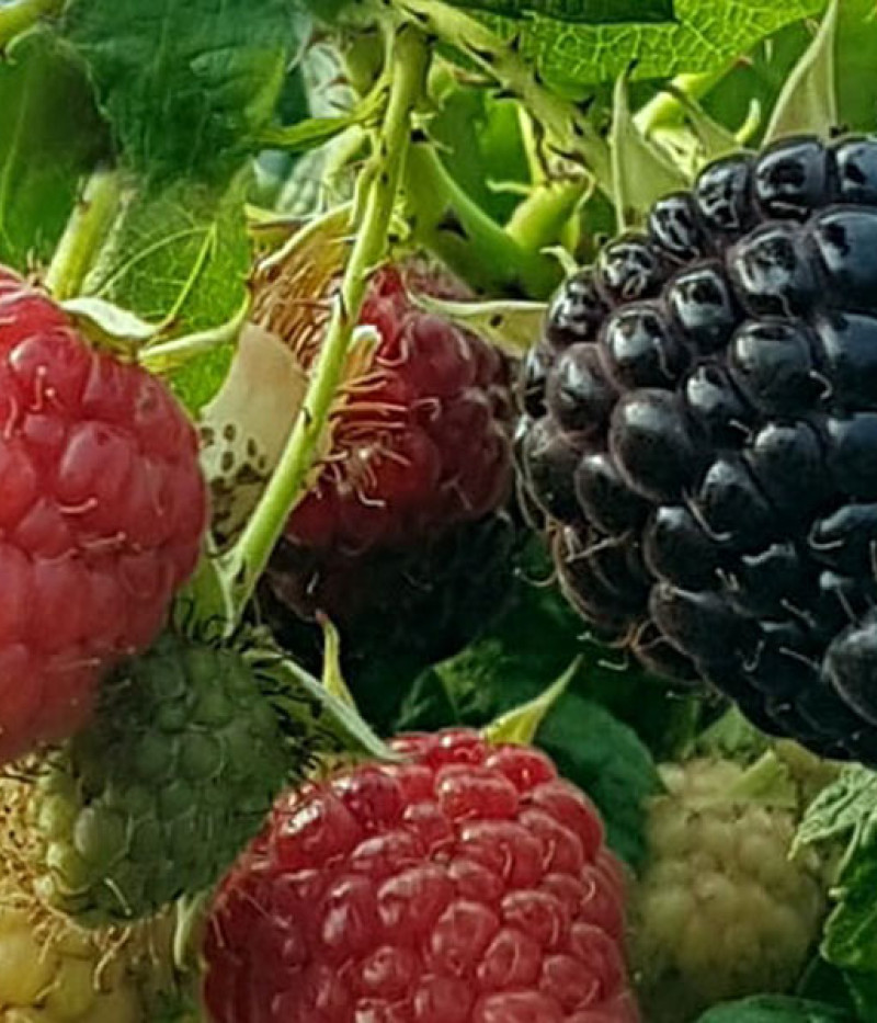 Himbeere (Rubus x neglectus) HEBAN - Tutifruti SK
