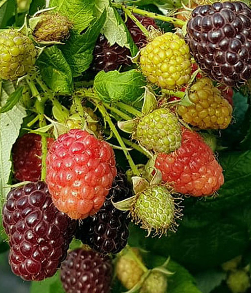 Himbeere (Rubus x neglectus) HEBAN - Tutifruti SK