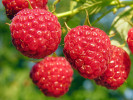 BIO Himbeere (Rubus idaeus) AUTUMN BLISS - Tutifruti, s.r.o.