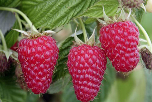Auswahlhilfe (Teil 2): Welche Himbeeren und Brombeeren sind die richtigen für Sie? | Blog