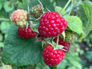 BIO Himbeere (Rubus idaeus) ZEFA 111 - Tutifruti, s.r.o.