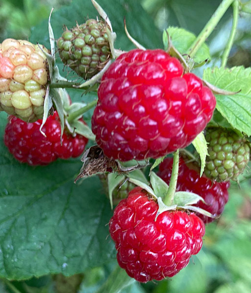 BIO Himbeere (Rubus idaeus) ZEFA 111 - Tutifruti, s.r.o.