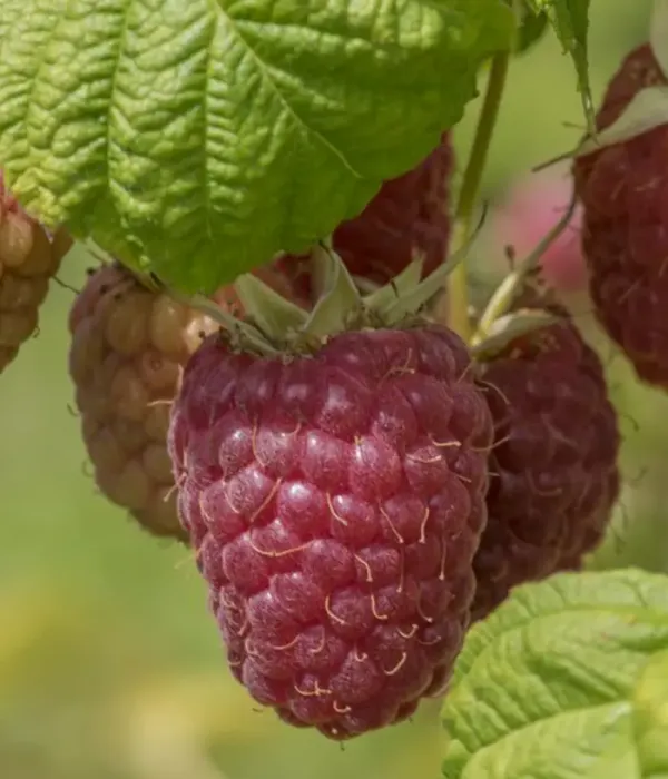 Himbeere (Rubus idaeus) NORNA