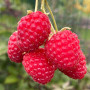 BIO Malina (Rubus idaeus) SCHÖNEMANN