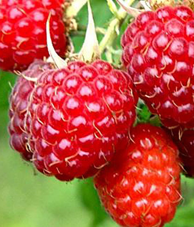 BIO Himbeere (Rubus idaeus) MALLING PROMISE - Tutifruti, s.r.o.