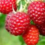 BIO Himbeere (Rubus idaeus) MALLING PROMISE