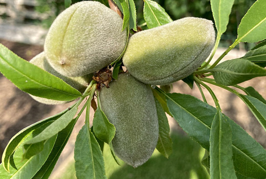 Mandelbaum: Mandelanbau und fantastische spätblühende Sorten