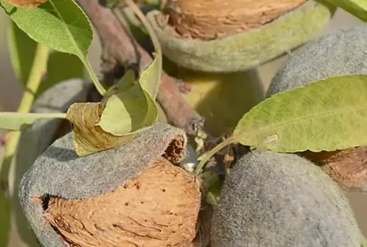 Phytochemie der Mandel: Polyphenole in der Haut und Synergie mit Vitamin E