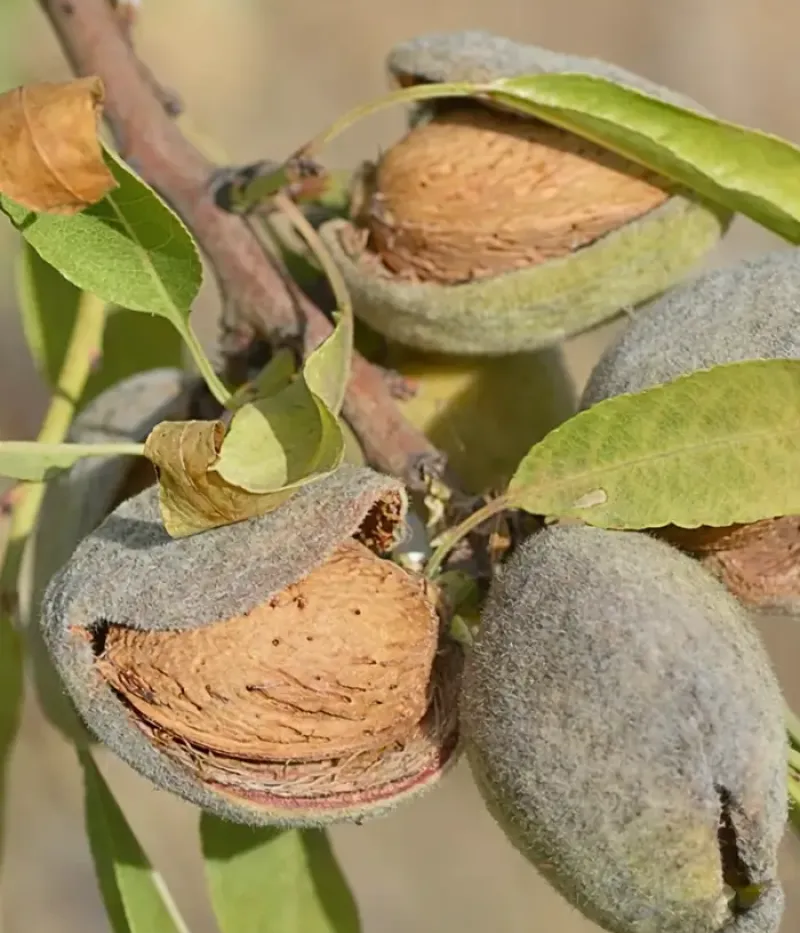 Mandel (Prunus dulcis) MAKAKO - Tutifruti, s.r.o.