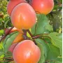 Aprikosenbaum (Prunus armeniaca) BERGEVAL® AVICLO