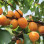 Aprikosen: Das goldene Obst voller Vitamine und Antioxidantien