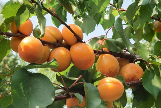 Aprikosen: Das goldene Obst voller Vitamine und Antioxidantien