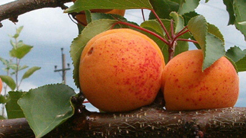 Aprikosen für die Gesundheit: Nährwertprofil, Augen & Herz