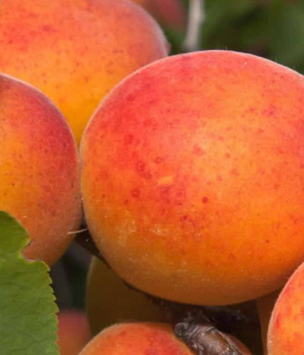 Aprikose (Prunus armeniaca) DZINTARS