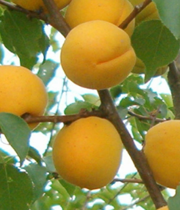 Aprikose (Prunus armeniaca) LĀSMA