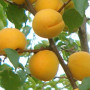 Aprikose (Prunus armeniaca) LĀSMA