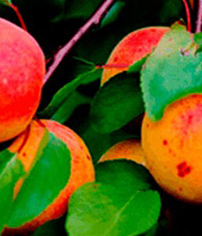 Apricot (Prunus armeniaca) RĪTAUSMA - Tutifruti, s.r.o. (SK)