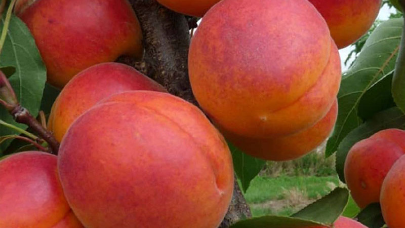 Aprikosen Dimaija und Velta: Nordische Lebenselixiere im Check