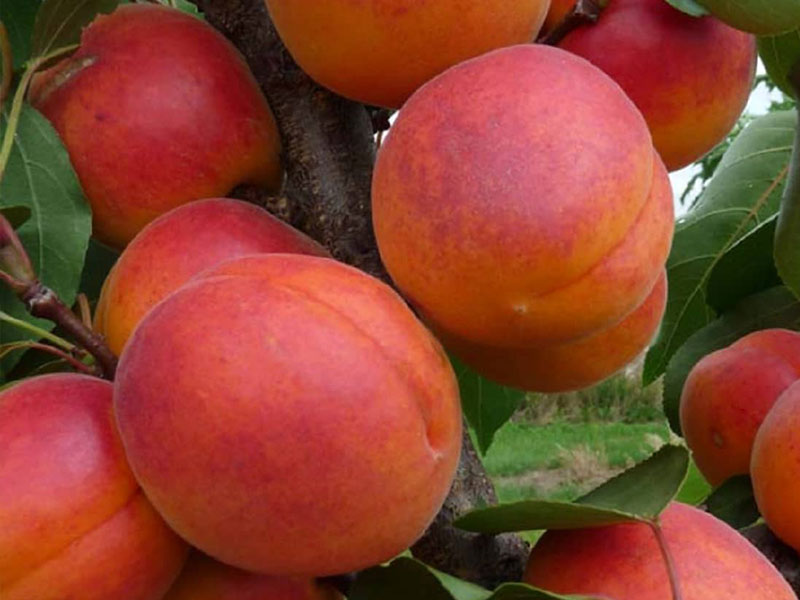Aprikose (Prunus armeniaca) SOMO - Tutifruti SK Aprikose (Prunus armeniaca) SOMO - Tutifruti SK