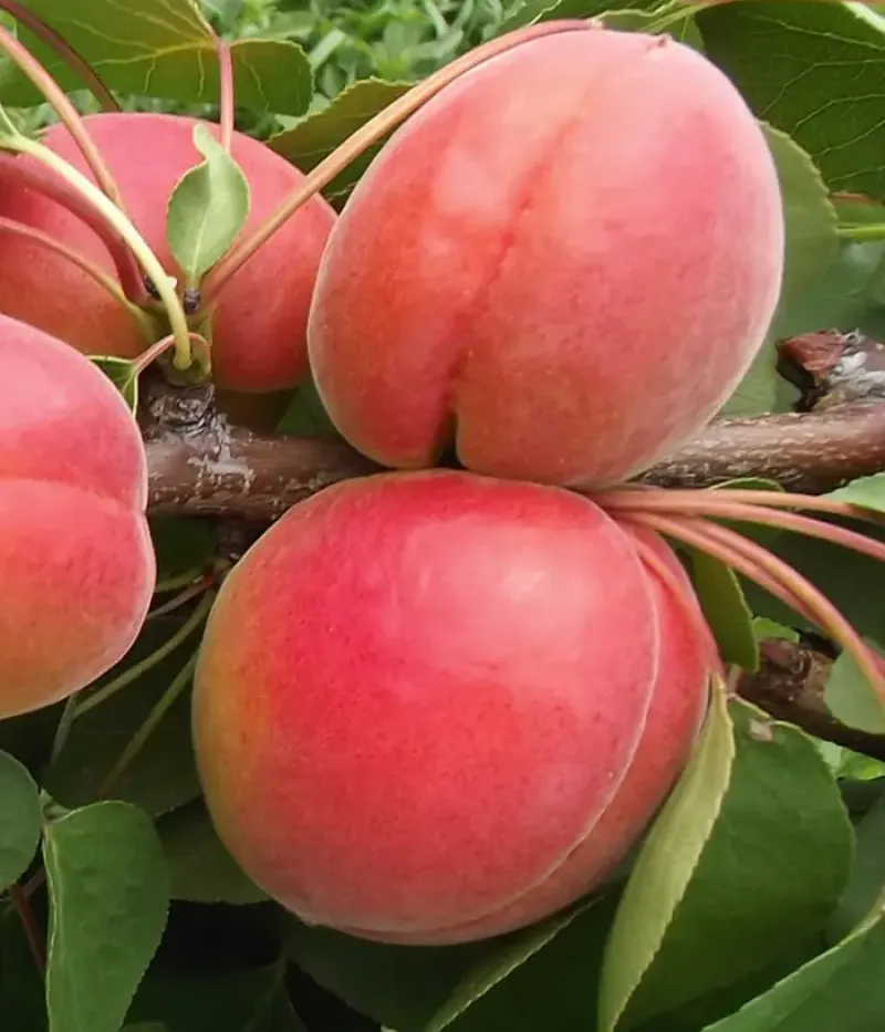 Apricot (Prunus armeniaca) BERGAROUGE - Tutifruti, s.r.o.