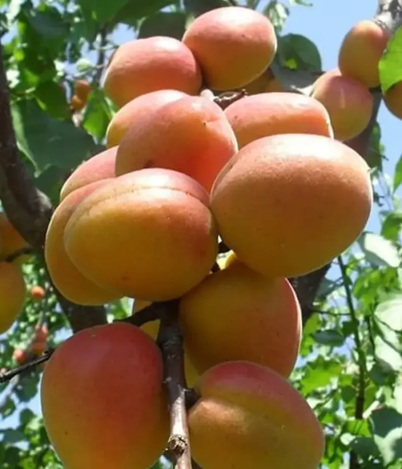 Apricot (Prunus armeniaca) CARMELA - Tutifruti, s.r.o.