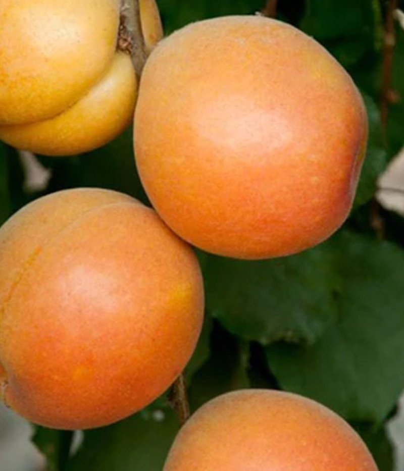 BIO AROMA SPUR (Prunus armeniaca) SÄULENAPRIKOSE - Tutifruti SK