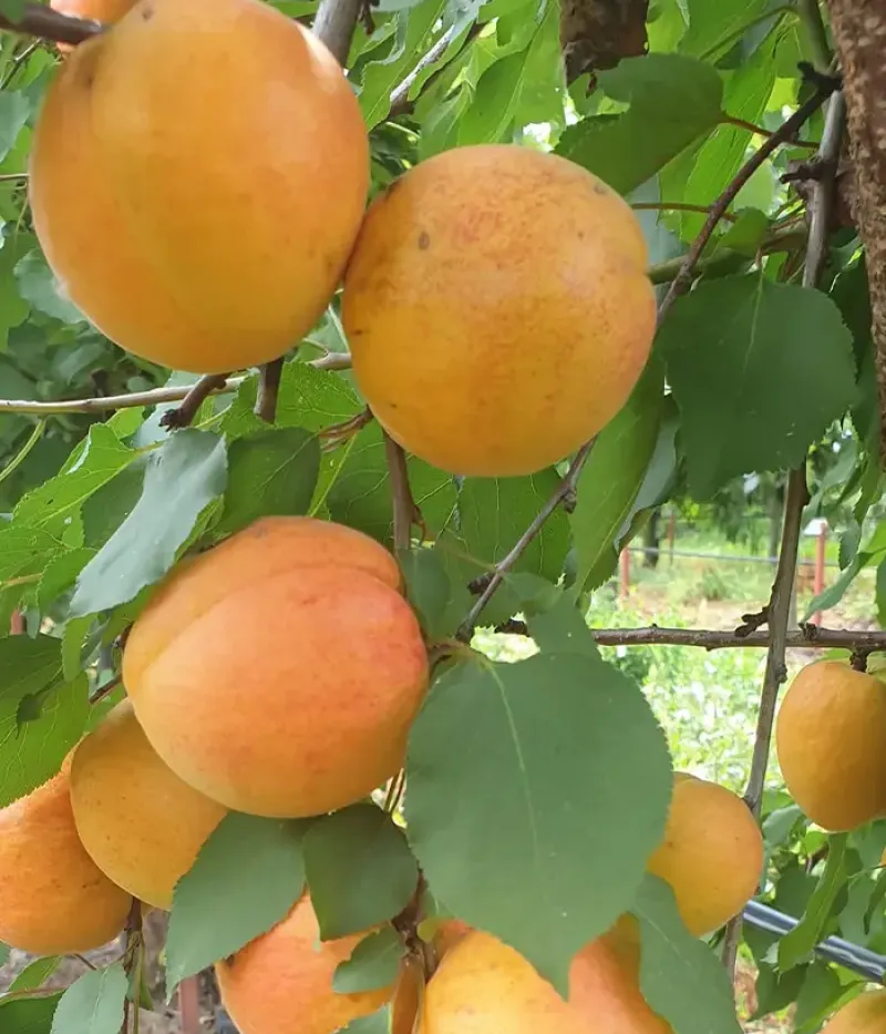 Apricot (Prunus armeniaca) DACIA - Tutifruti, s.r.o.