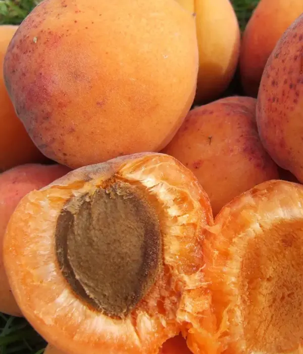 Apricot (Prunus armeniaca) DIMAIJA