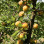 Die Aprikosen, die den Frost besiegten: Wie Lettlands eisiges Klima die antioxidantienreichsten Aprikosen des Kontinents hervorbrachte