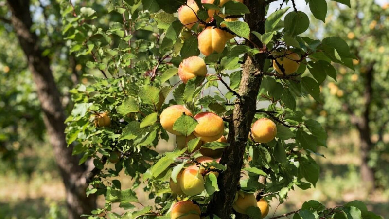 Die Aprikosen, die den Frost besiegten: Wie Lettlands eisiges Klima die antioxidantienreichsten Aprikosen des Kontinents hervorbrachte