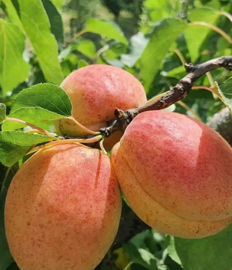 Apricot (Prunus armeniaca) FAVORIT - Tutifruti, s.r.o.