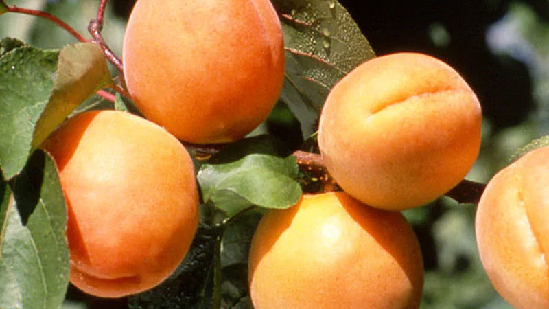 Aprikosen: Wissenschaft über Qualität, Geschmack und Verarbeitung