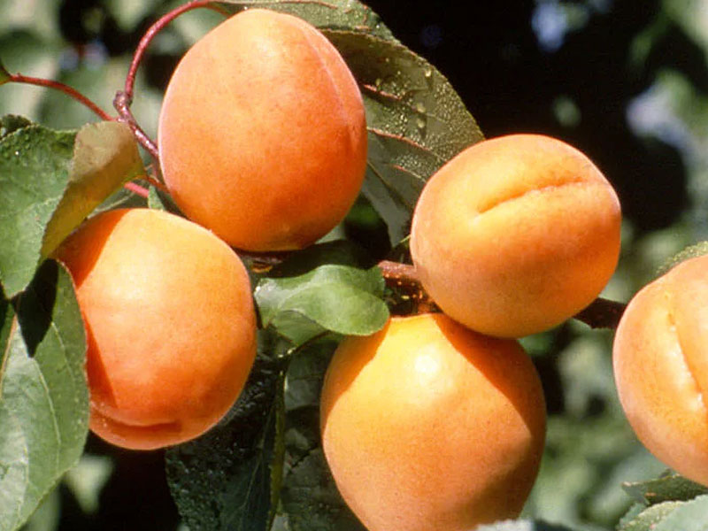 Apricot (Prunus armeniaca) GOLDRICH - Tutifruti SK