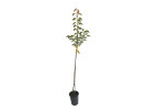 Apricot (Prunus armeniaca) GOLDRICH - Tutifruti SK